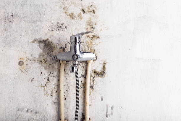 Best Toxic Mold Removal  in Lovelock, NV