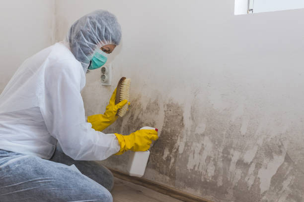 Best Mold Inspection  in Lovelock, NV