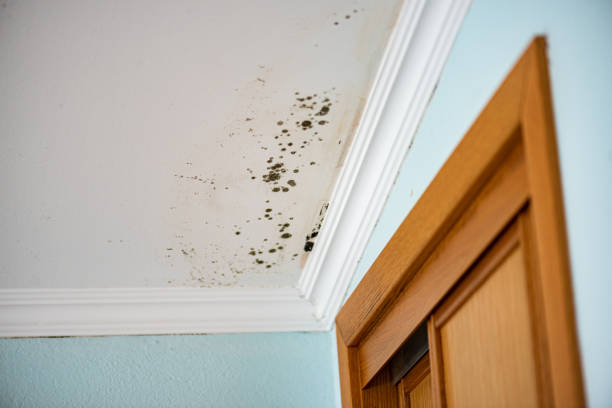 Best Crawl Space Mold Removal  in Lovelock, NV