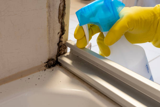 Best Residential Mold Removal  in Lovelock, NV