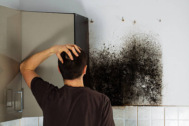 Best Certified Mold Removal  in Lovelock, NV